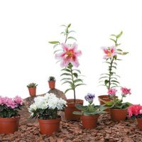 Planta Natural Colores Surtidos
