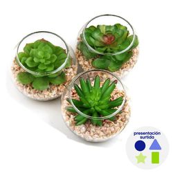 Planta Decorativa Suculenta con Pote Diseños Surtidos - Concepts