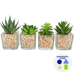 Planta Decorativa Suculenta con Pote Diseños Surtidos - Concepts