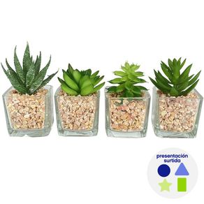 Planta Decorativa Suculenta con Pote Diseños Surtidos - Concepts