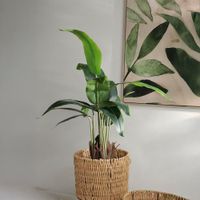 Planta Artificial Strelitzia con Maceta 90 Cm