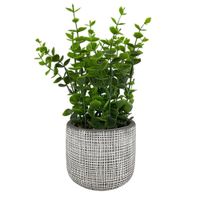 Planta Decorativa 9.5x9.5x23 Cm - Concepts