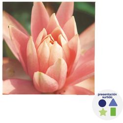 Cuadro Decorativo Flores