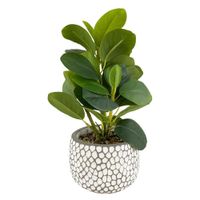 Planta Decorativa 11x11x25 Cm - Concepts