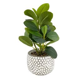 Planta Decorativa 11x11x25 Cm - Concepts