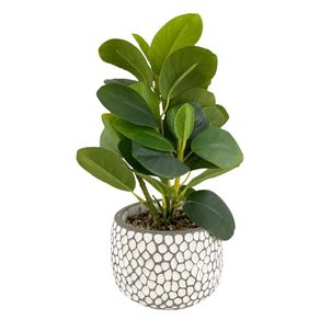 Planta Decorativa 11x11x25 Cm - Concepts