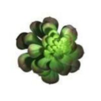 Tallo Cactus 18 Cm - Concepts