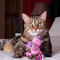 Juguete de Peluche para Gato Unicornio con Catnip 6 Plg Colores Surtidos