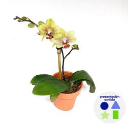 Maceta con Orquídea Phalaenopsis Mini 8 Cm Colores Surtidos