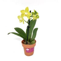 Maceta con Orquídea Phalaenopsis Mini 8 Cm Colores Surtidos