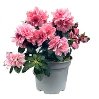Maceta con Azalea Holandesa Rosa 17 Cm