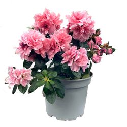 Maceta con Azalea Holandesa Rosa 17 Cm