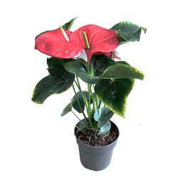 Maceta-de-Anturio-Grande-17-Cm-Colores-Surtidos