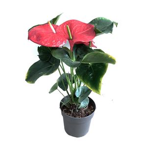 Maceta-de-Anturio-Grande-17-Cm-Colores-Surtidos