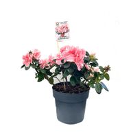 Maceta con Azalea Holandesa Rosa 14 Cm