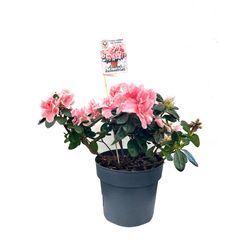 Maceta con Azalea Holandesa Rosa 14 Cm