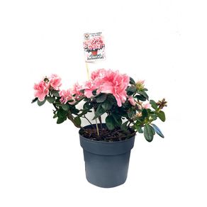 Maceta con Azalea Holandesa Rosa 14 Cm