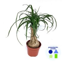Planta Ponytail Natural en Maceta