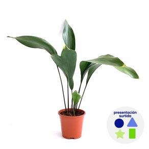 Planta Natural Aspidistra Verde en Maceta