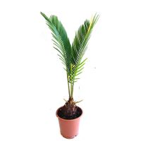 Planta Natural Aspidistra Verde en Maceta