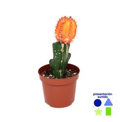 Planta Natural en Maceta Cactus con Injerto