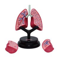 Set-Profesional-de-Pulmones-Eastcolight