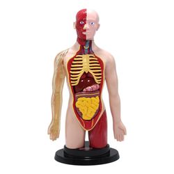 Torso-Humano-Eastcolight-Limited