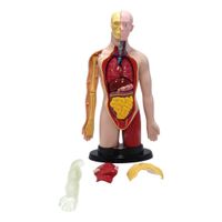 Torso-Humano-Eastcolight-Limited