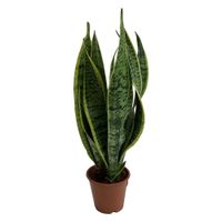 Follaje Sanseviera Grande 14 Cm