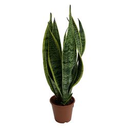 Follaje Sanseviera Grande 14 Cm