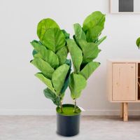 Planta-Decorativa-con-Pote-36x36x73-Cm---Concepts