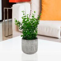 Planta-Decorativa-9.5x9.5x23-Cm---Concepts