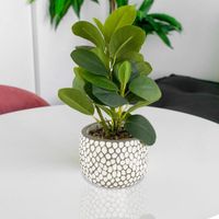 Planta-Decorativa-11x11x25-Cm---Concepts