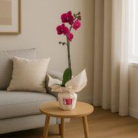 Orquídea Decorativa Phalaenopsis de 1 Tallo