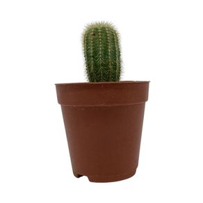 Cactus-Planta-Viva-en-Maceta