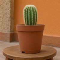 Cactus-Planta-Viva-en-Maceta