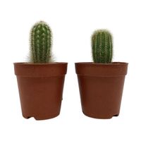 Cactus-Planta-Viva-en-Maceta