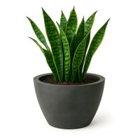 Maceta-Verona-Negro-Antiguo-70-x-52-Cm
