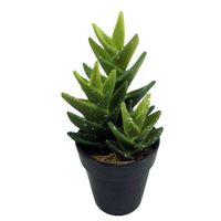 Suculenta 18 Cm - Viva