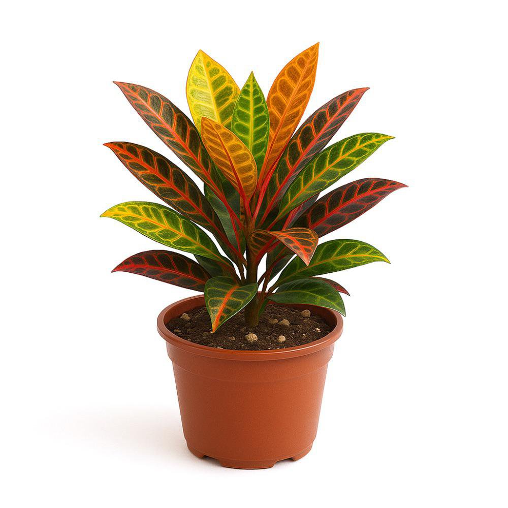Croton con Maceta de 4 Plg