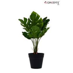 Planta-Decorativa-Con-Bote-30-Cm---Concepts