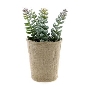 Suculenta Con Maceta 9.50X9.50X12.70 - Viva