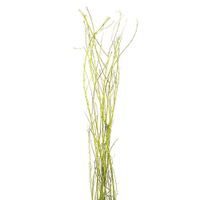 Ramas Artesanales 1.25 Mt. Alto 7 Tall - Kotz