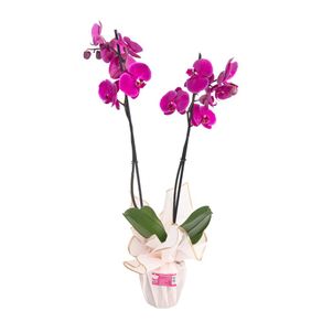 Planta Natural Orquídea 2 Tallos
