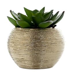 Planta Suculenta Con Pote 9X9X10 Cm - Concepts