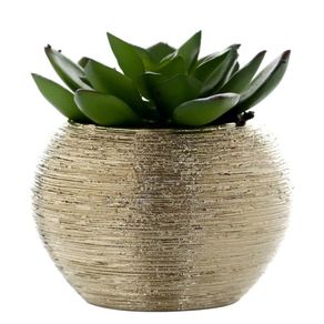 Planta Suculenta Con Pote 9X9X10 Cm - Concepts