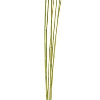 Mini-Bamboo Colección Ocres 1.30 Mts. 7