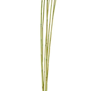 Mini-Bamboo Colección Ocres 1.30 Mts. 7