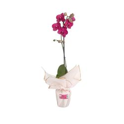 Orquídea Decorativa Phalaenopsis de 1 Tallo