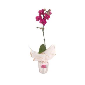 Orquídea Decorativa Phalaenopsis de 1 Tallo
